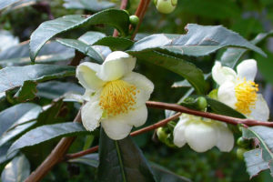 Camellia Sinensis Te